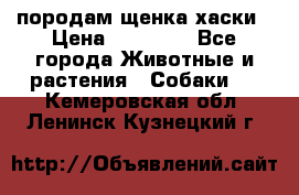 породам щенка хаски › Цена ­ 10 000 - Все города Животные и растения » Собаки   . Кемеровская обл.,Ленинск-Кузнецкий г.